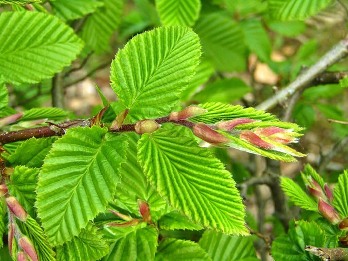 Beech Green (Fagus sylvatica) - Image 3