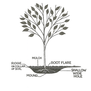 Cherry Laurel (Prunus laurocerasus 'Rotundifolia') Bare Root