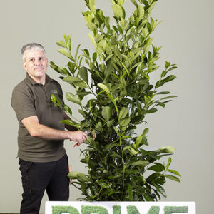 Cherry Laurel (Prunus lauro. 'Rotundifolia')