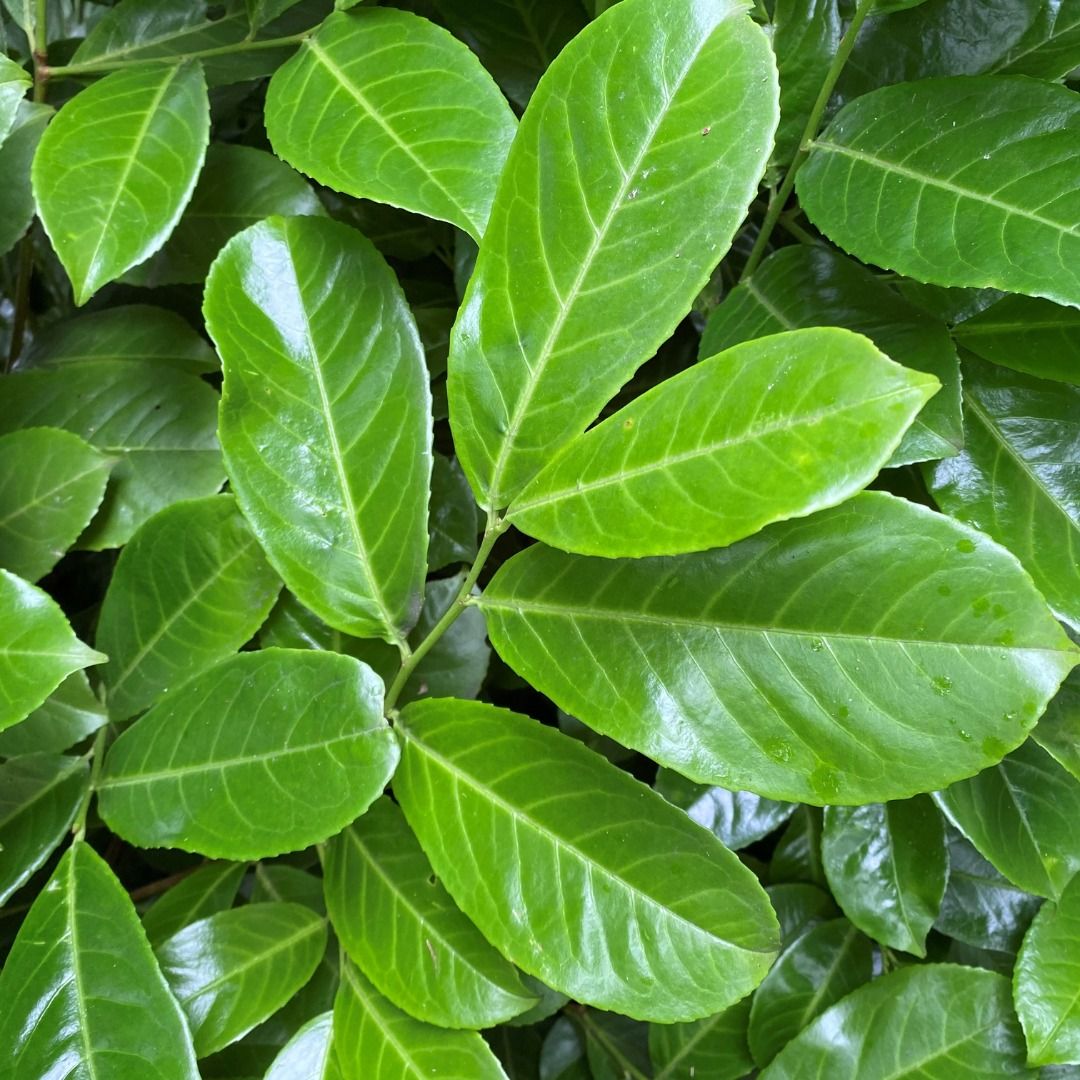 Cherry Laurel (Prunus lau. 'Rotundifolia')