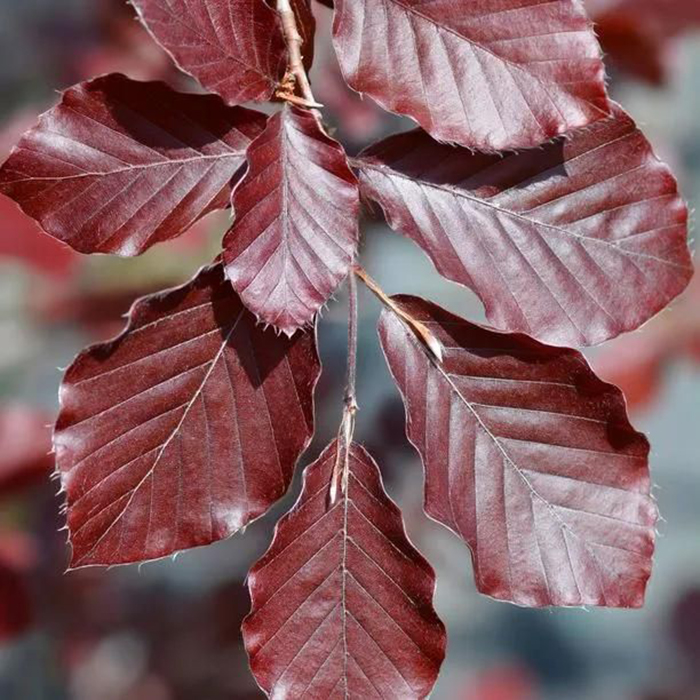 Copper Beech