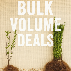 Ligustrum ovalifolium (Green Privet)