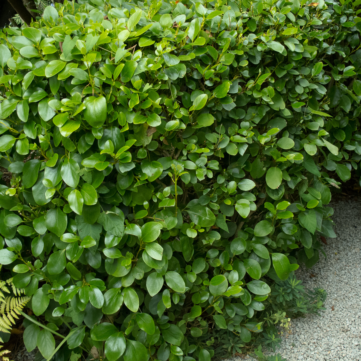 Griselinia (Griselinia littoralis) - Image 4
