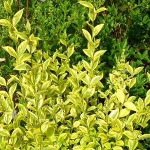 Privet Golden (Ligustrum ovalifolium 'Aureum')
