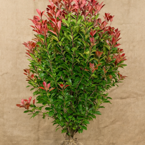Photinia x fraseri ‘Red Robin'