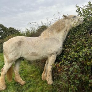 Animal Friendly Hedging Mix