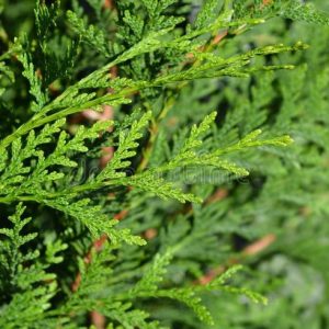 Thuja plicata Atrovirens Hedging