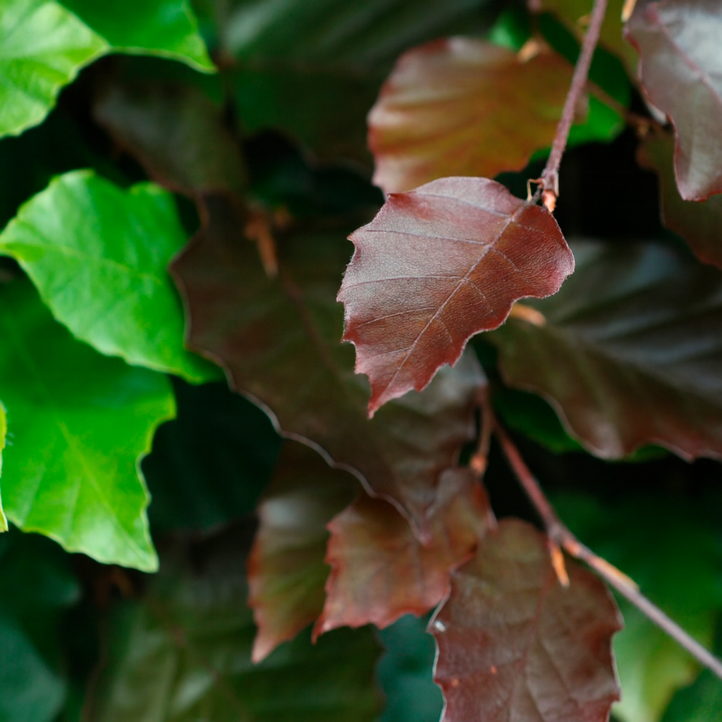 Copper Beech