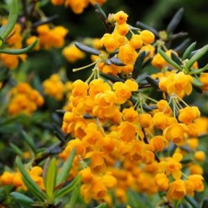 Berberis stenophylla Hedging