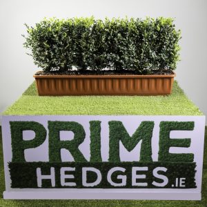 Buxus sempervirens
