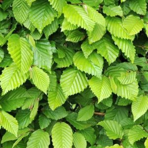 Hornbeam (Carpinus betulus)