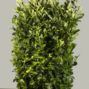 Cherry Laurel (Prunus l. 'Rotundifolia')