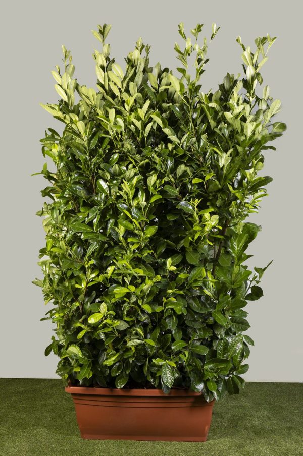 Cherry Laurel (Prunus l. 'Rotundifolia')