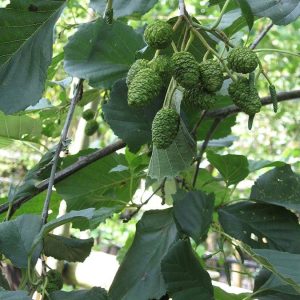 Alnus glutinosa (Common Alder)