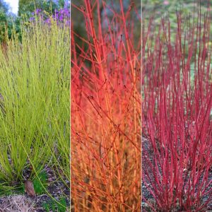 Dogwood (Cornus) Hedging Collection