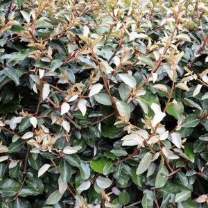 Elaeagnus x ebbingei Compacta