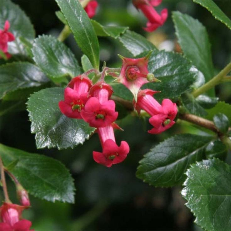 Escallonia rubra macrantha