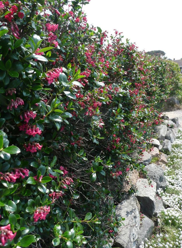 Escallonia rubra macrantha - Image 3