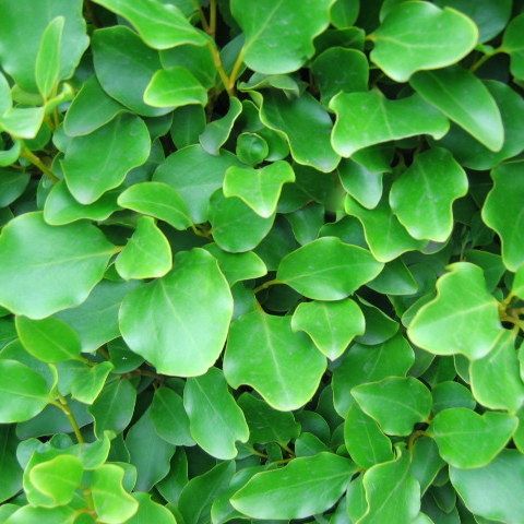 Griselinia littoralis - Image 4