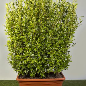 Griselinia littoralis