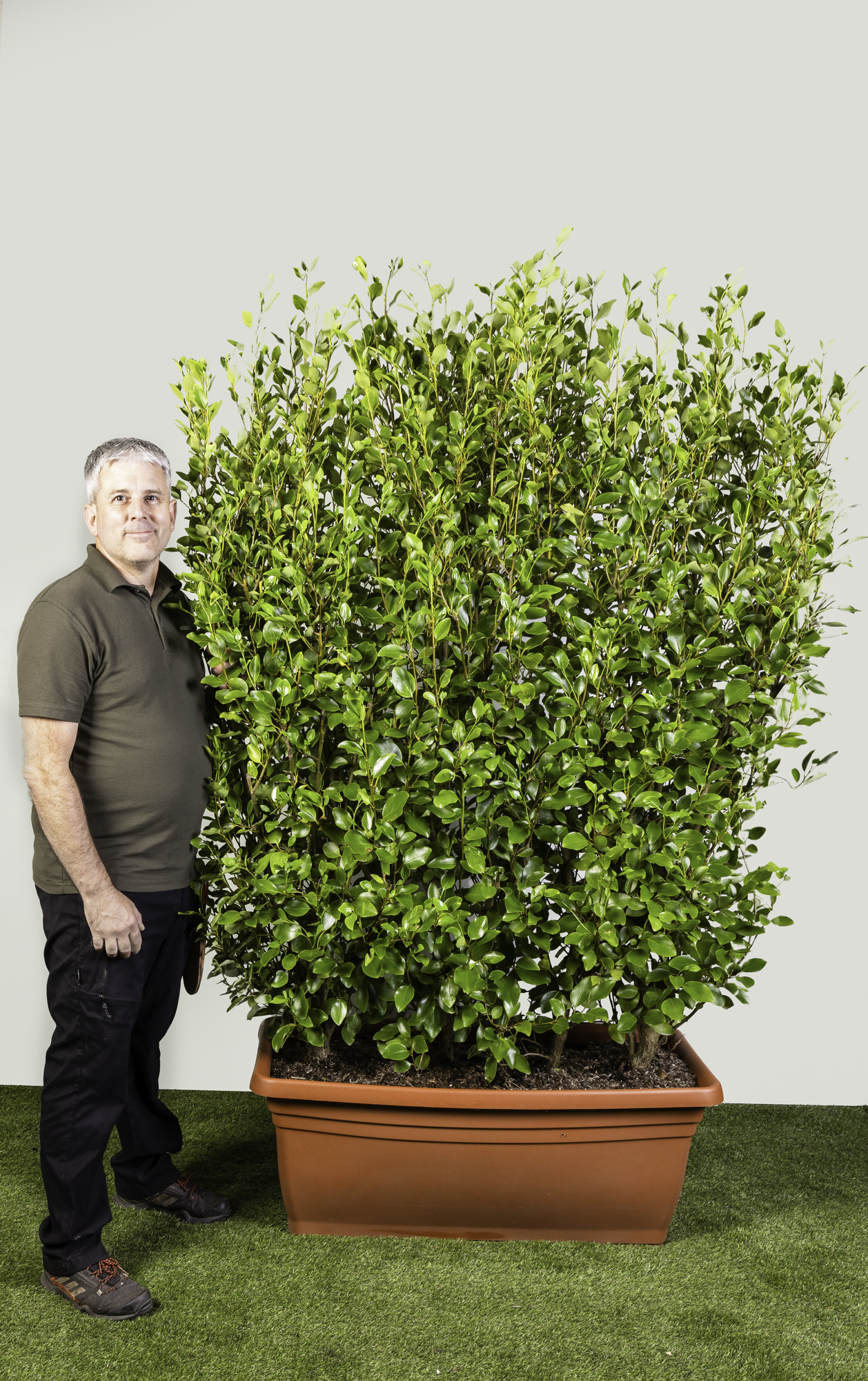 Griselinia littoralis - Image 2