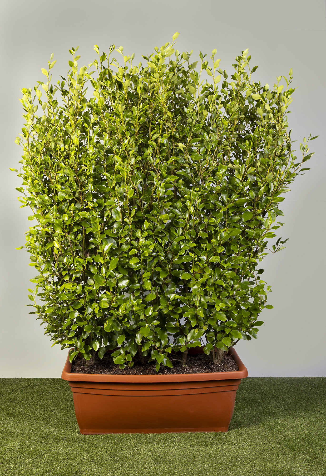 Griselinia littoralis