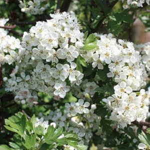 Crataegus monogyna (Whitethorn)