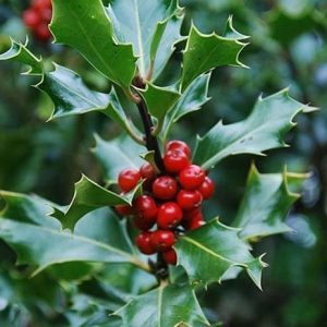 Holly (Ilex aquifolium)