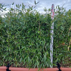 Phyllostachys bissetii