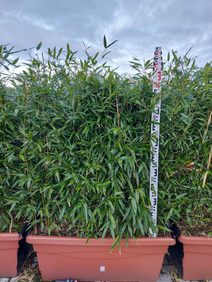 Phyllostachys bissetii