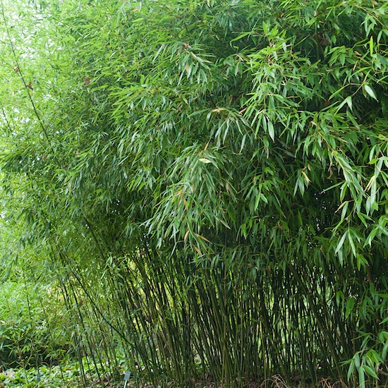 Phyllostachys bissetii - Image 2