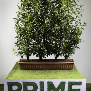 Portuguese Laurel (Prunus lusitanica ‘Angustifolia’) Medium