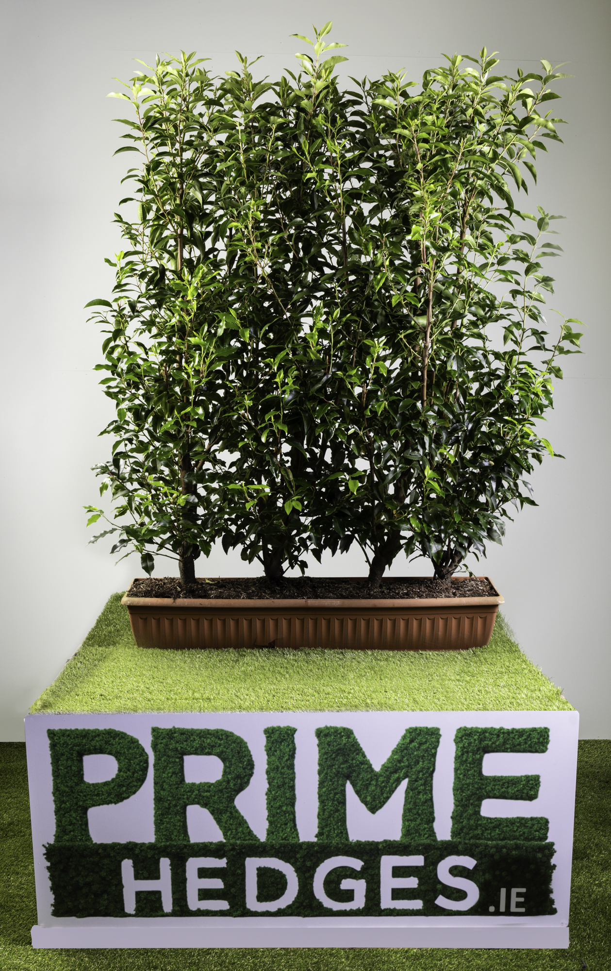 Portuguese Laurel (Prunus lusitanica ‘Angustifolia’) Medium