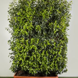 Portuguese Laurel (Prunus lusitanica ‘Angustifolia’) Large
