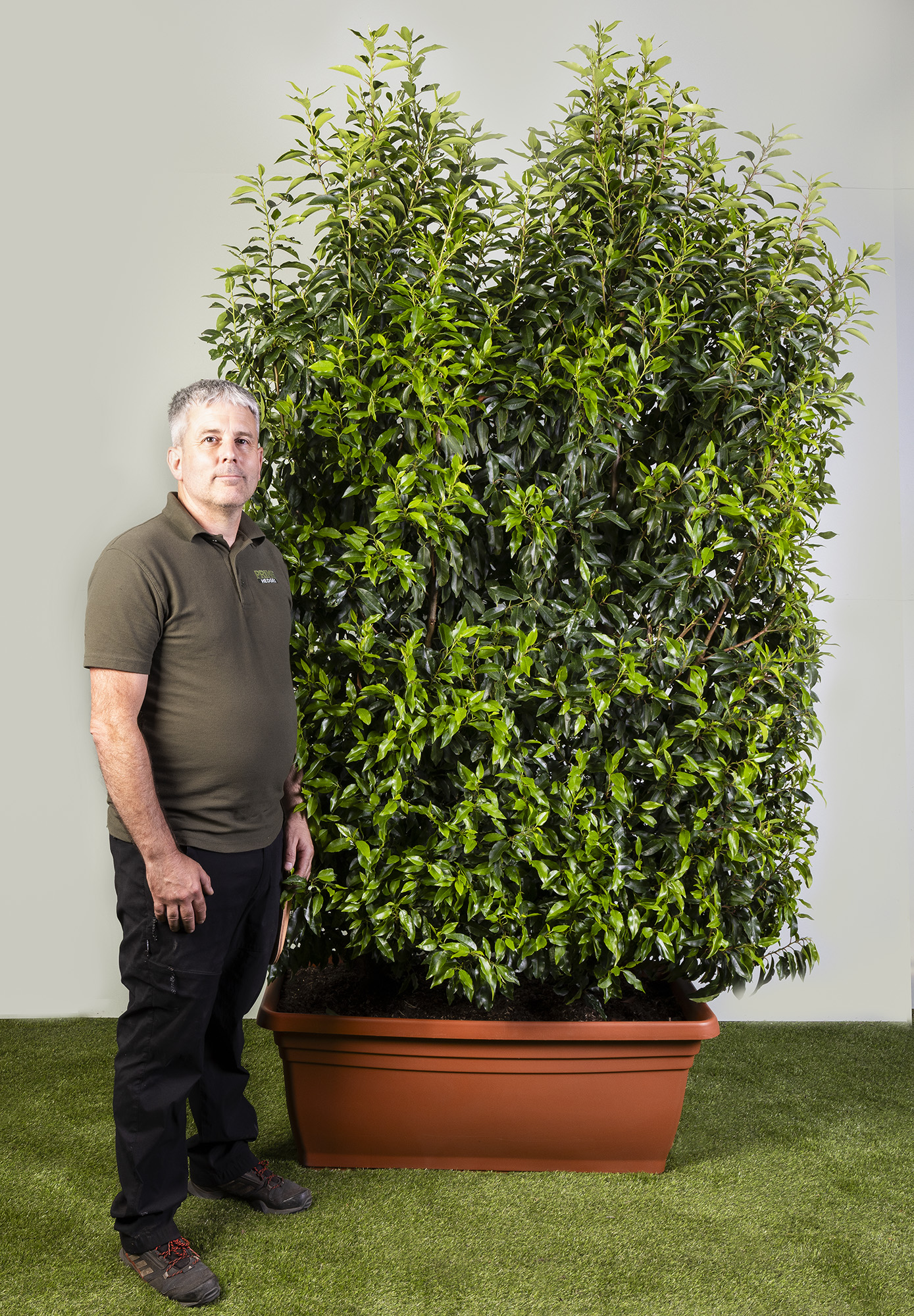 Portuguese Laurel Large Prunus Lusitanica Angustifolia Hedge Plants 