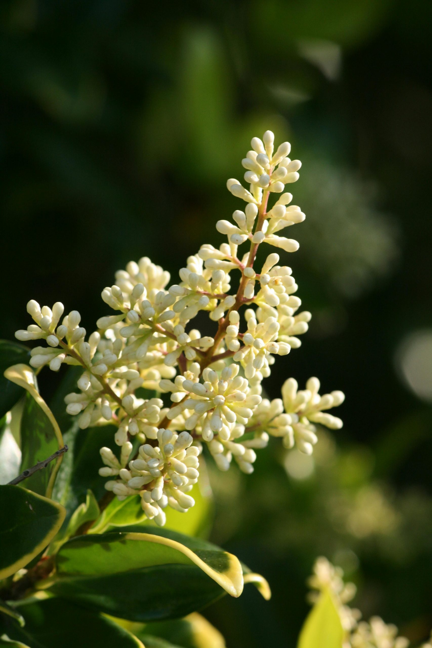Green Privet (Ligustrum ovalifolium) Medium - Image 3