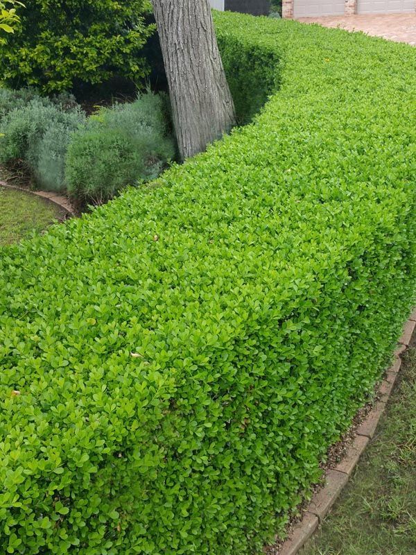 Green Privet (Ligustrum ovalifolium) Medium - Image 2