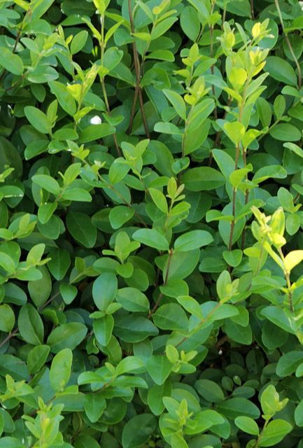 Green Privet (Ligustrum ovalifolium) Medium - Image 5