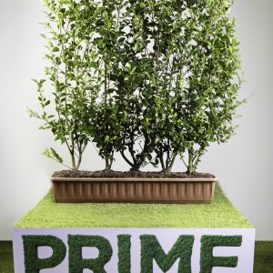 Green Privet (Ligustrum ovalifolium) Medium