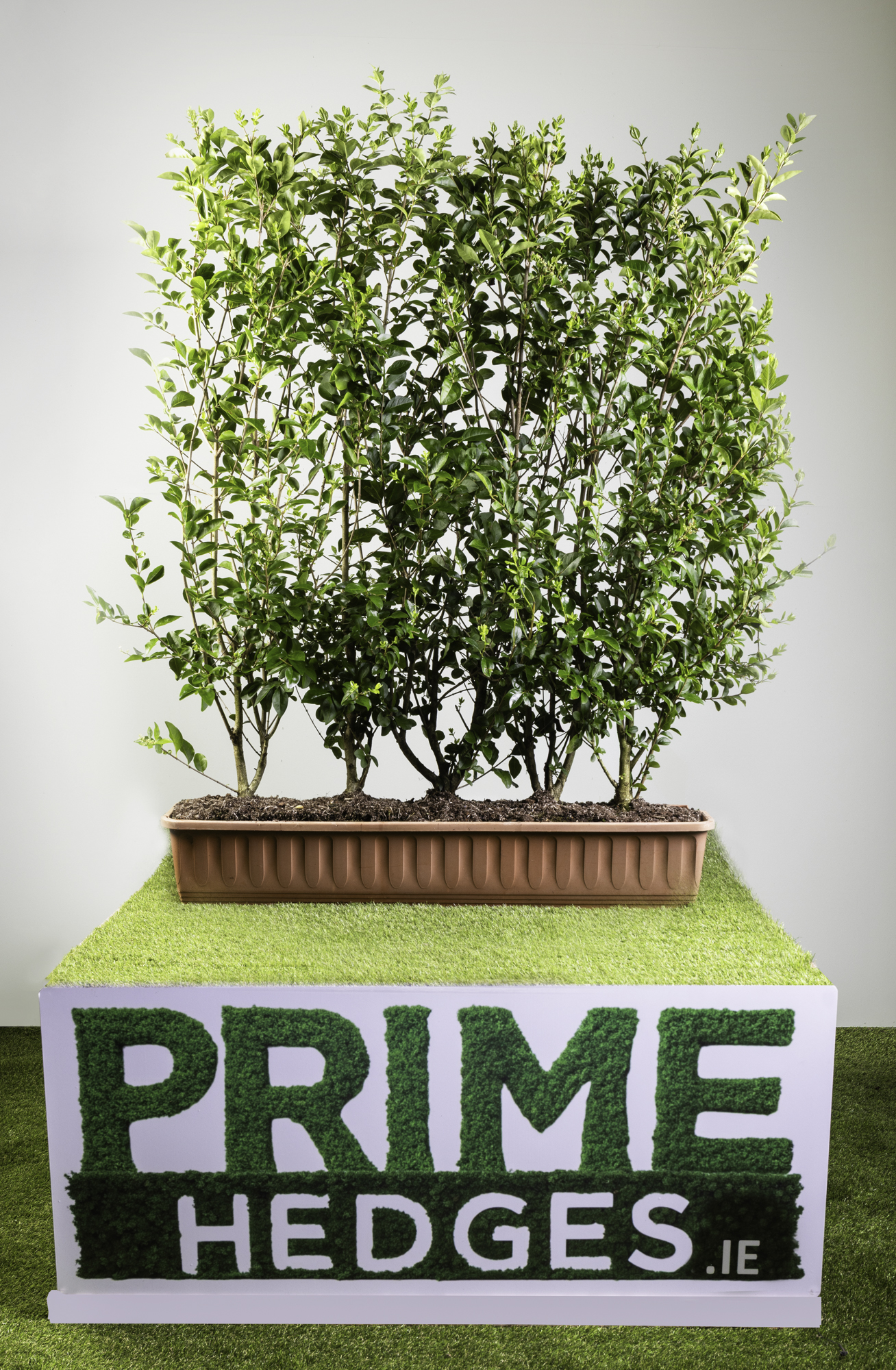 Green Privet (Ligustrum ovalifolium) Medium