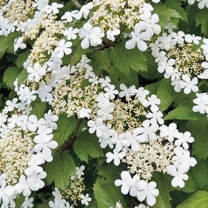 Viburnum opulus (Guelder Rose)