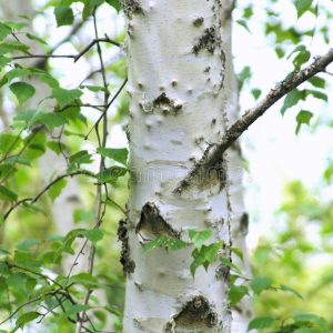 Betula pendula (Silver Birch)