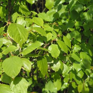 Betula pubescens (Common Birch)