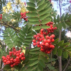 Sorbus acuparia (Mountain Ash)