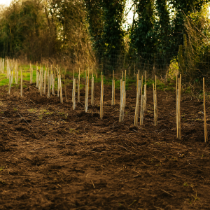 ACRES Scheme - Planting a New Hedge