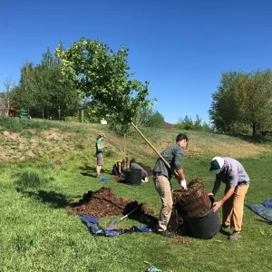 ACRES Scheme - Tree Planting