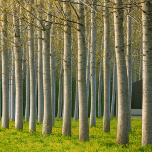 ACRES Scheme - Tree Belts for Ammonia Capture from Farmyards