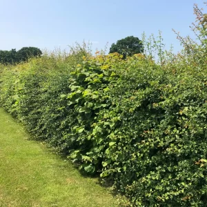 Privacy Mixed Native Hedging Mix