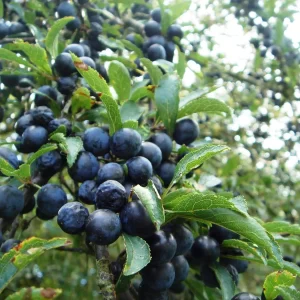 Edible Native Mixed Hedging Mix