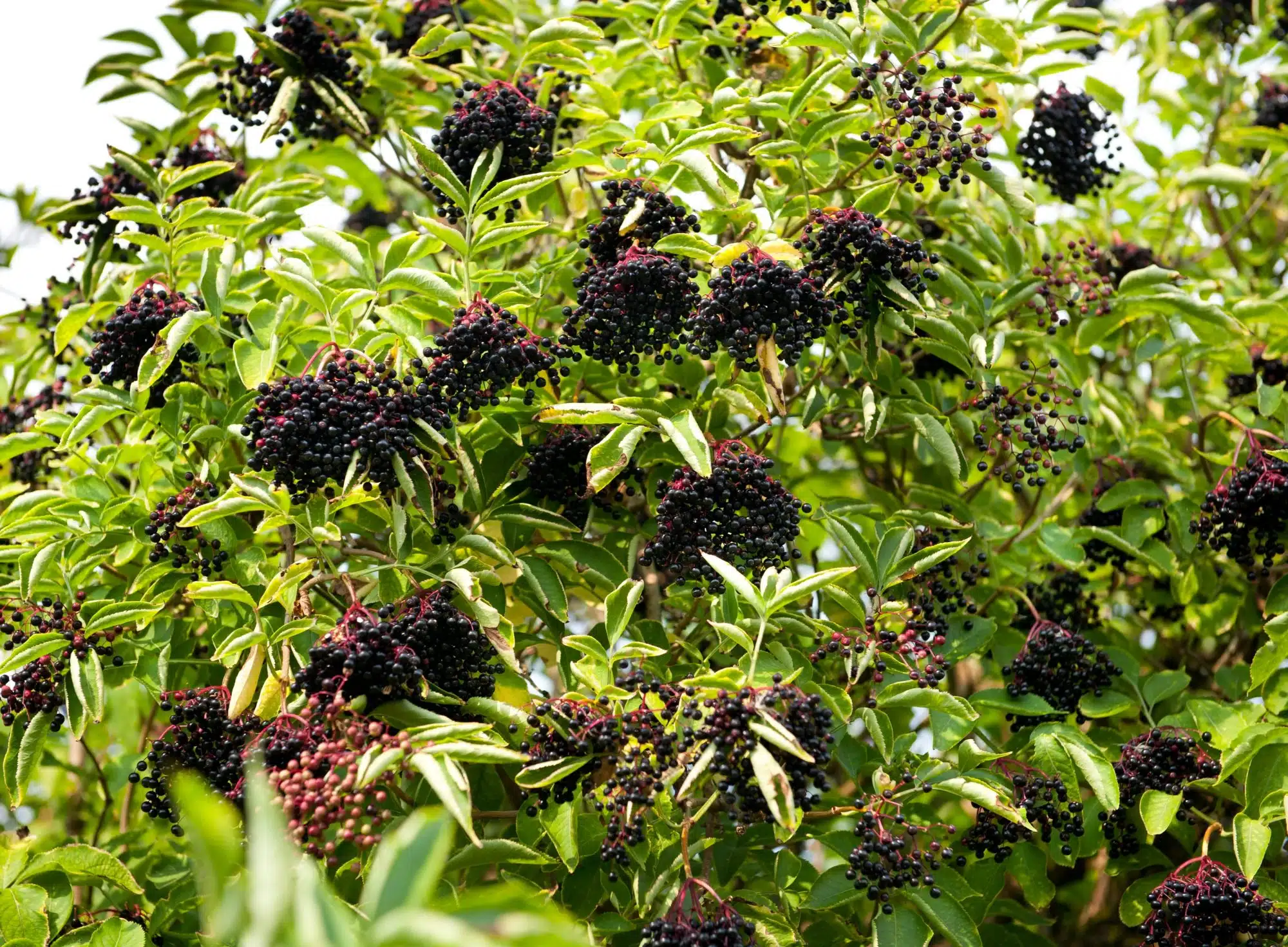 Edible Native Mixed Hedging Mix - Image 8